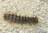 Lymantria dispar